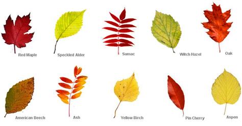 Fall Leaf Identification Guide