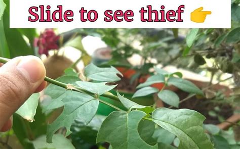 we manage to caught thief red handed 😉 thief garden plants
