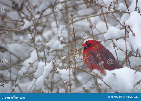 Cardinal In A Snowy Bush Stock Image Image Of Bush 107196049