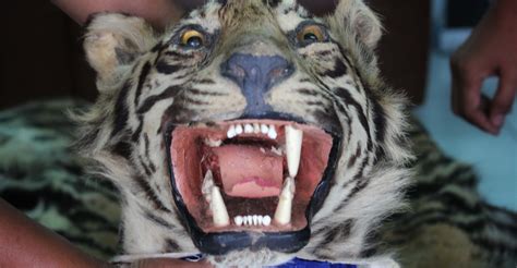 Maybe you would like to learn more about one of these? Nasib Harimau di Sumatera Utara Memprihatinkan : Mongabay.co.id