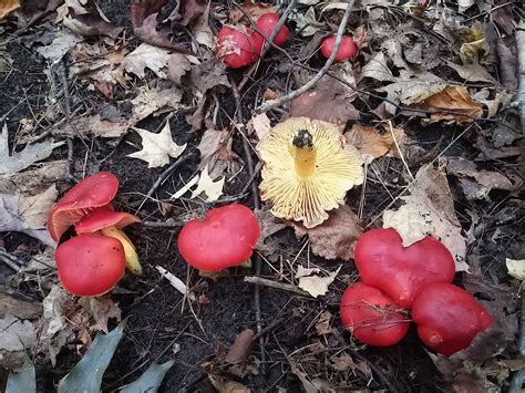 Ontario Mushrooms