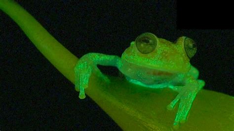 Scientists Have Discovered Fluorescent Frogs Vice News