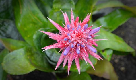 Bromeliaceae A Comprehensive Background And Growing Guide Garden And