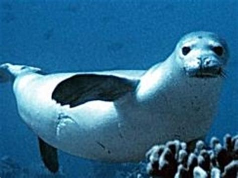 Tuleň středomořský Monachus monachus Mediterranean Monk Seal - Mořští savci