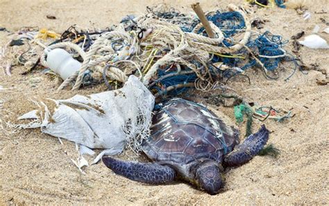 Las descorazonadoras imágenes de una tortuga verde que intenta anidar