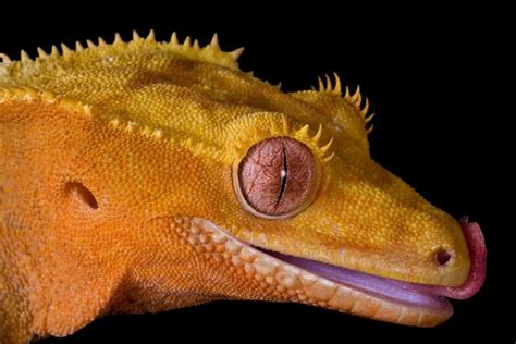 Crested Gecko Anatomy The Crested Gecko From Head To Toe