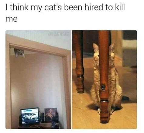 28 Random Cat Memes That May Provide The Perfect Distraction We All