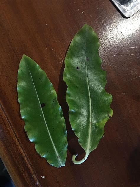 What is causing these black spots and leaf curl on lemonwood tree leaves : newzealand
