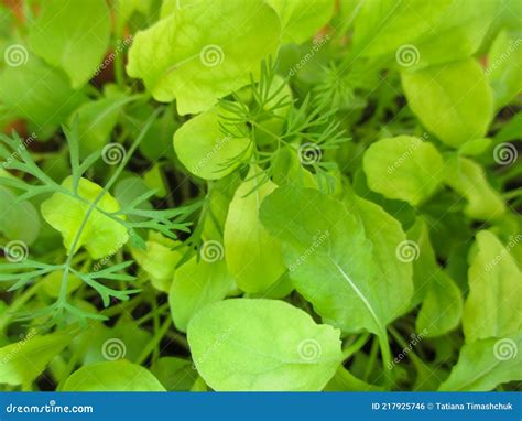Young Arugula Sprouts Growing In Soil Top View Royalty Free Stock