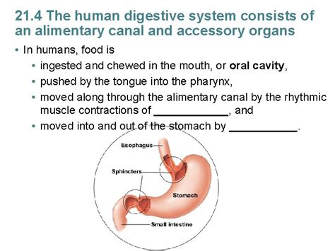 Chapter 21 Digestive System Introduction More Than A
