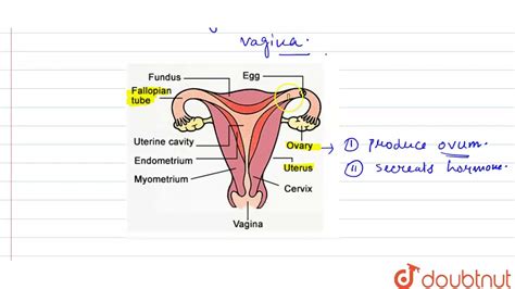 Draw A Labeled Diagram Of Female Reproductive System Answer YouTube