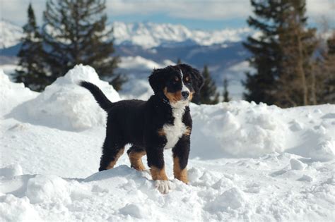 Cutest puppies in the world. 49+ Puppies in Snow Wallpaper on WallpaperSafari