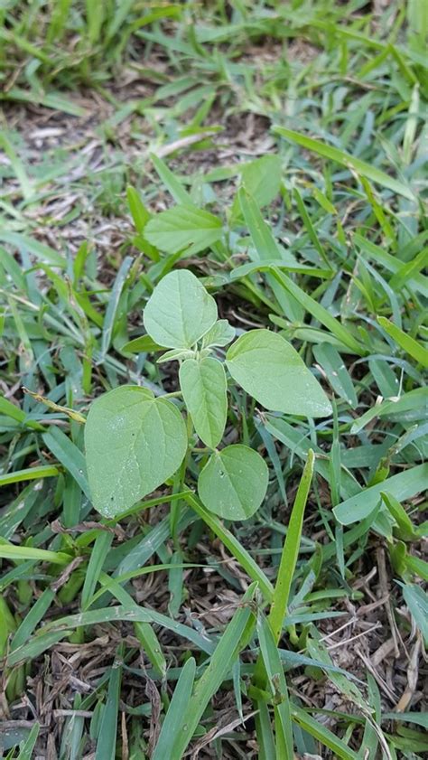 According to customer feedback burning seems to vary how often should i water my lawn? New St. Augustine Sod Care Suggestions - Page 2 ...