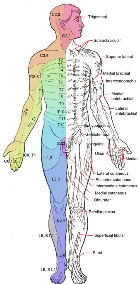 For example, the rectangle below has an area of. Spinal Nerves | Boundless Anatomy and Physiology