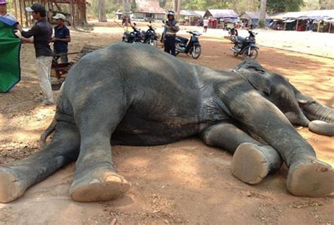 Elefanta Explorada Como Transporte Tem Um Fim Tr Gico Jornal Do Pet
