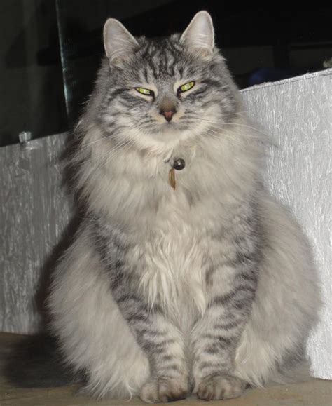 Siberian Cats King Siberian Cat