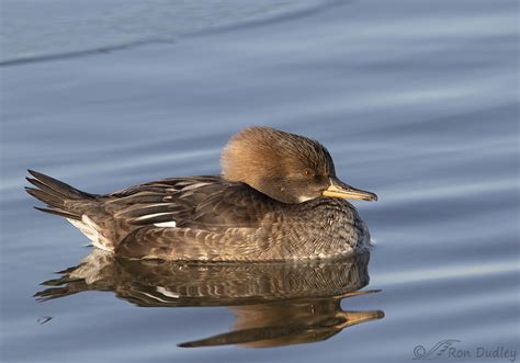 Female Hooded Merganser With A Hammerhead Reflection Feathered