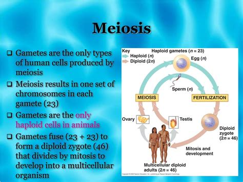 Ppt Meiosis Powerpoint Presentation Free Download Id1824618