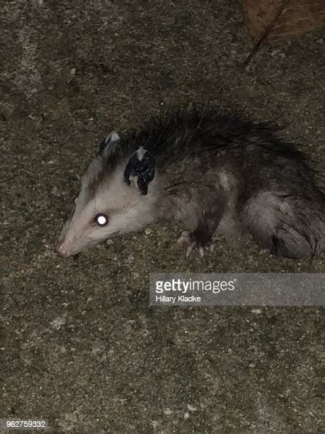 Possum Playing Dead Photos And Premium High Res Pictures Getty Images