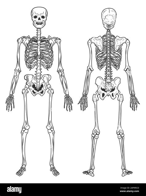 Skeleton Structure Back And Front View Human Bones Stock Vector Image
