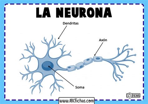 Estructura De La Neurona Abc Fichas