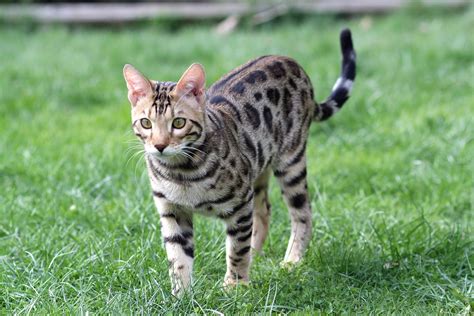 Since cats are carnivorous, feeding them cat food high in protein is a must. Bengal Cat Travel to Costa Rica | PetRelocation