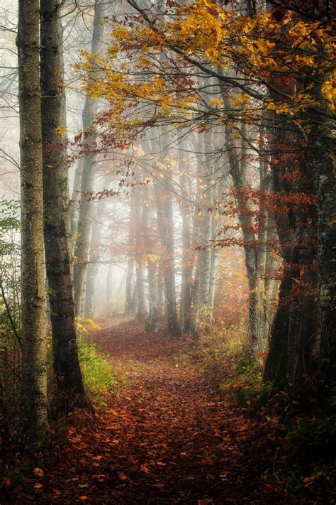The Enchanted Forest Enchanted Forest Forest Autumn Scenery