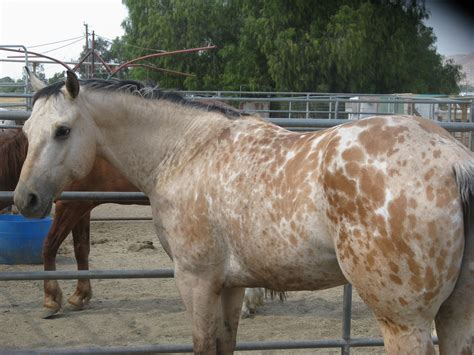 Really nice buttermilk buckskin gelding that has everything you can ask for in a horse. Buckskin Appaloosa. Very cool colour ... | Buckskin horse ...