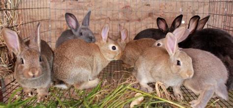 You can now conveniently and securely shop online for quality items and receive your order safely at your location. Rabbit Farming - 3 Amazing Success Stories And Everything ...