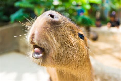 Capybara Mouth