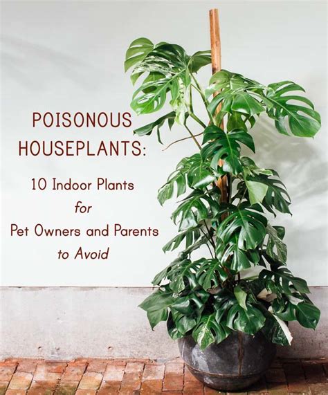 Poisonous Houseplants 10 Indoor Plants For Pet Owners And Parents To