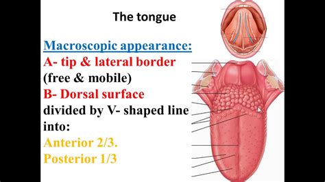 2 Histology Of The Tongue Youtube