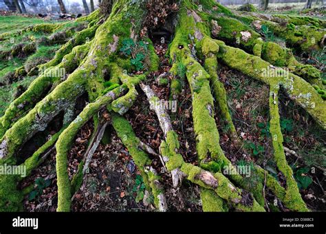 Moss Covered Root System Of Ancient Oak Tree Stock Photo Alamy