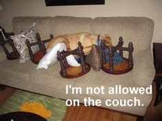 1 * pet sofa cushion features: 1000+ images about Dogs on Couches on Pinterest | Couch ...