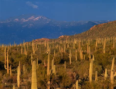 9 Best Hikes In Saguaro National Park For All Levels