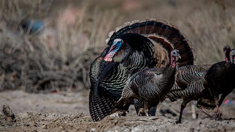 Wild Turkey Fact Sheet Blog Nature Pbs