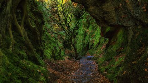 Forest Cave