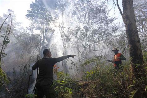 Kebakaran Hutan Lahan Disebabkan Oleh Aktivitas Manusia ANTARA News