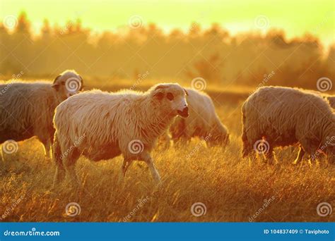 Sheep Herd In Sunset Orange Light Stock Image Image Of Cattle Light