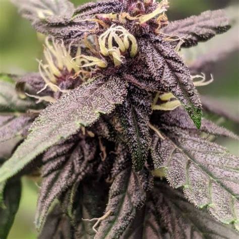 Delicious Seeds Dark Purple Auto Grow Journal By Capebretongrows