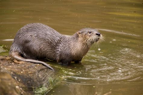 Discover Nature River Otters Kbia