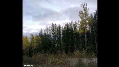 Video Bigfoot Howl Recorded In Canada Iheartradio Coast To Coast