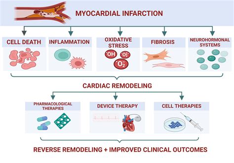 Life Free Full Text Cardiac Reverse Remodeling In Ischemic Heart