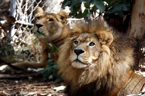 Oakland Zoo Mourns Loss Of Its ‘lion King The Mercury News