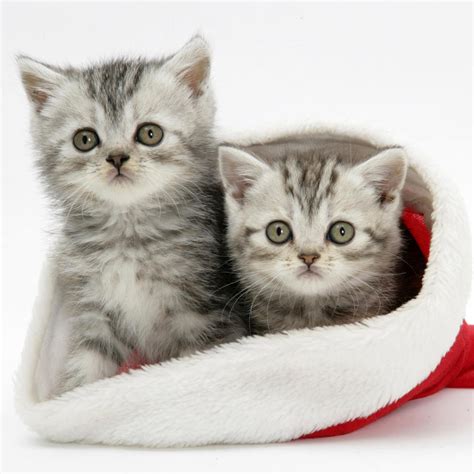 Ipad Wallpapers Free Download Christmas Pets Ipad