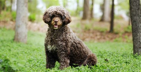 Portuguese Water Dog Guide Size And Breed Characteristics