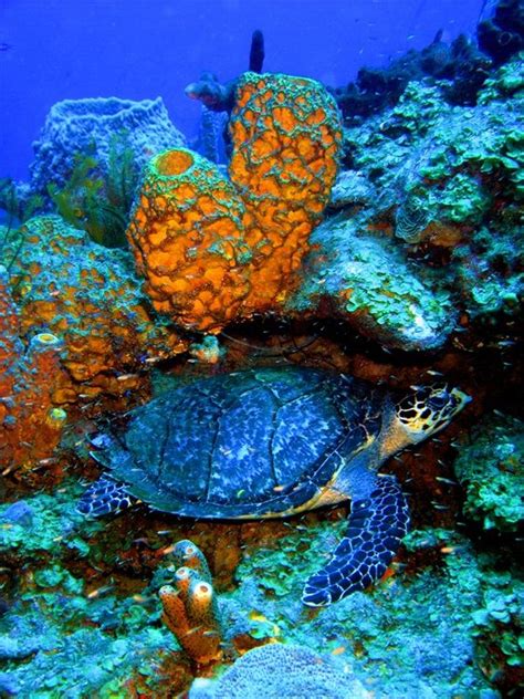 Sea Coral Reef Sea Creatures Sea Animals
