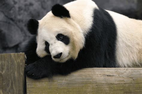 Giant Panda Research Zoo Atlanta