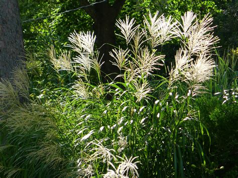 Miscanthus Sinensis Graziella Japanese Silver Grass Graziella