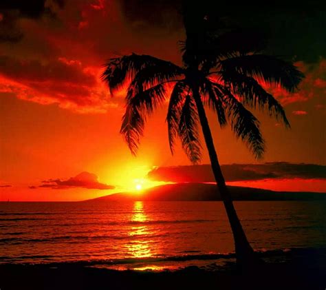 Beauiful Sunset With Plam Tree Hawaiian Sunset Palm Tree Sunset